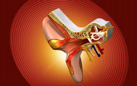 Ear anatomy in colour の写真素材