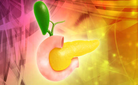 Digital illustration of pancreas in colour background