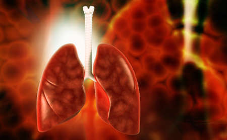 digital illustration of human lungs in colour background
