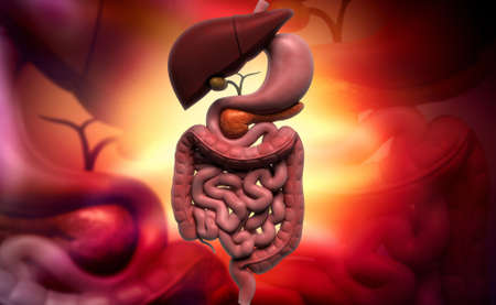Digital illustration of human digestive system in colour background