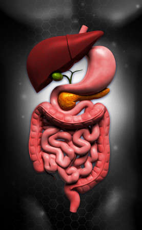Digital illustration of human digestive system in coloured の写真素材