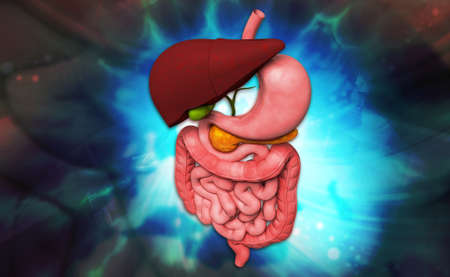Digital illustration of human digestive system in colour backgroundの写真素材