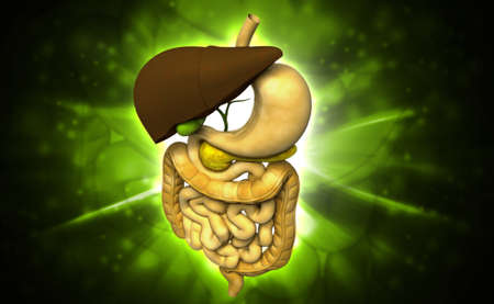 Digital illustration of human digestive system in colour background
