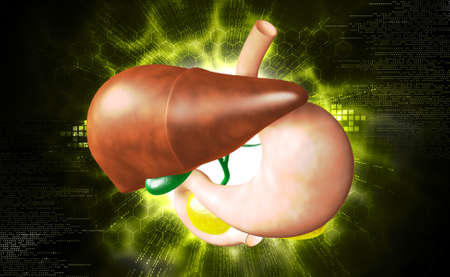 Digital illustration of stomach and liver in coloured backgroundの写真素材