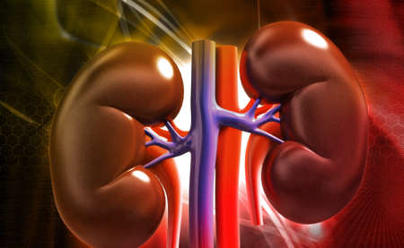 Digital illustration of kidney in colour backgroundの写真素材