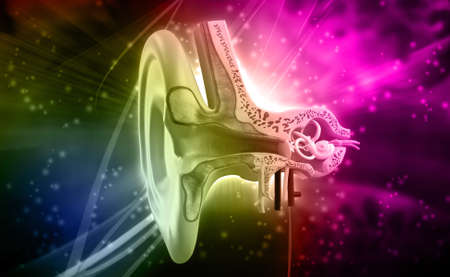 Digital illustration of Ear anatomy in colour backgroundの写真素材