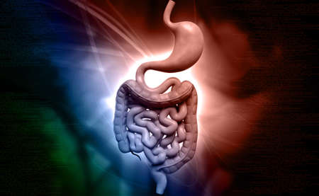 Digital illustration of human digestive system in coloured background