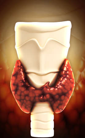 Endocrine parathyroid gland isolated on white backgroundの写真素材