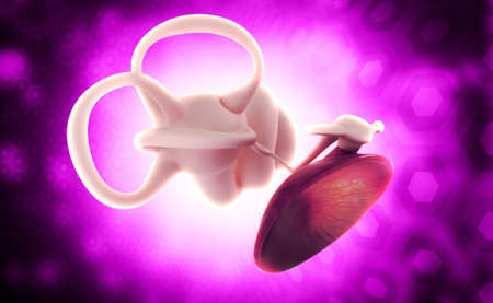 digital illustration of Ear anatomy in colour backgroundの写真素材