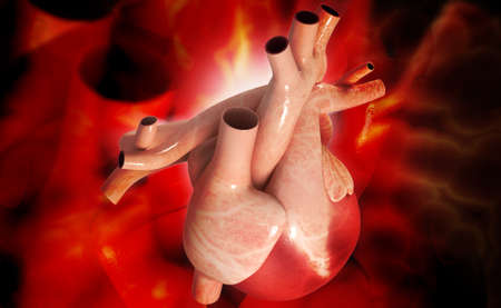 digital illustration of a human heart in white background