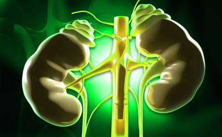 Digital illustration of kidney in colour background