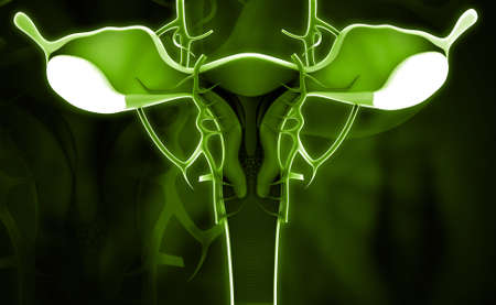 Digital illustration of female reproductive system in colour backgroundの写真素材