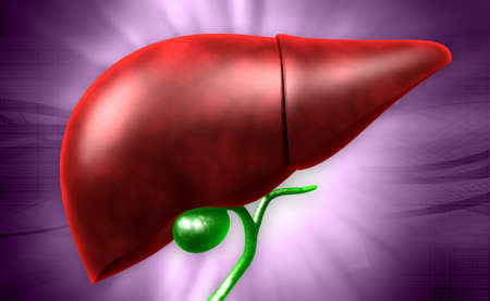 Digital illustration of liver in colour backgroundの写真素材