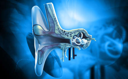 Digital illustration of Ear anatomy in colour backgroundの写真素材