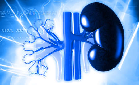 Digital illustration of kidney in coloured backgroundの写真素材