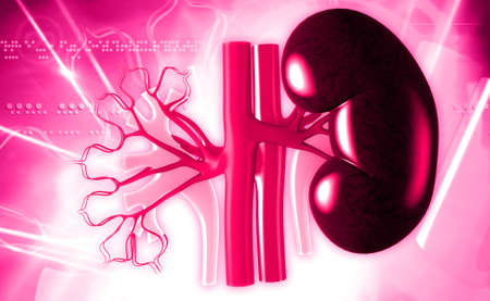 Digital illustration of kidney in colour background