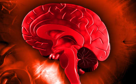 Digital illustration of brain in colour backgroundの写真素材