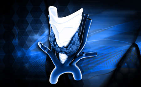 Endocrine parathyroid gland isolated on digital backgroundの写真素材