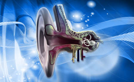 Digital illustration of Ear anatomy on colored backgroundの写真素材