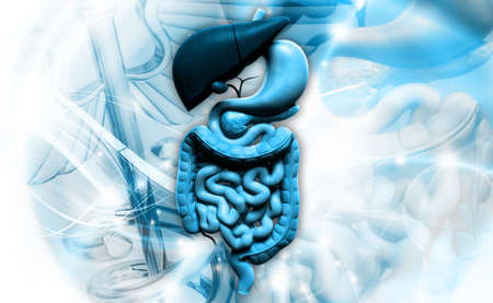 Digital illustration of human digestive system in colour background