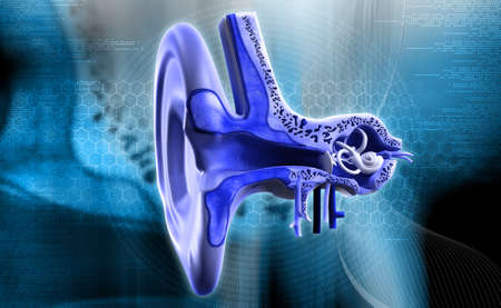 digital illustration of Ear anatomy in colour backgroundの写真素材