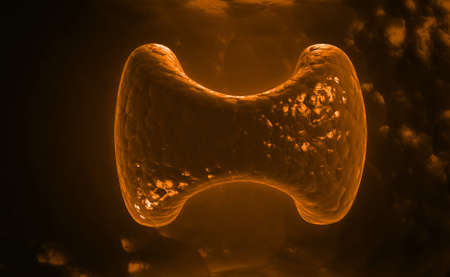 Endocrine parathyroid gland isolated on white backgroundの写真素材