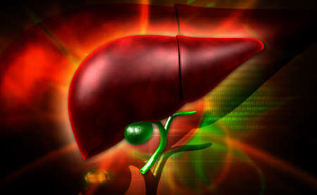 Digital illustration of Human liver in colour background