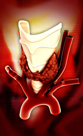 Endocrine parathyroid gland isolated on colour background