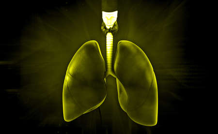 Digital illustration of lungs in colour background