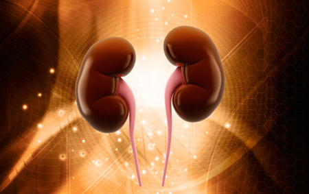 Digital illustration of human kidney in colour background. High resolution photo.