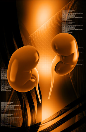 Digital illustration of  human kidney in colour  background. 3D rendering