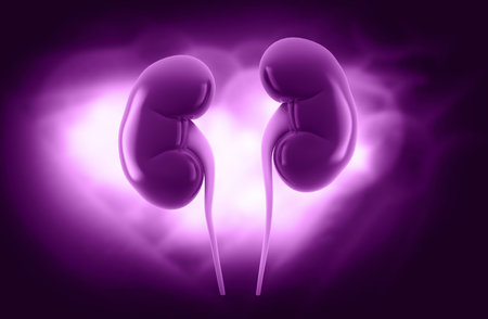 Digital illustration of  kidney  in colour  backgrounの写真素材