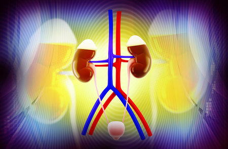 Digital illustration of  kidney in colour  background  with light effects