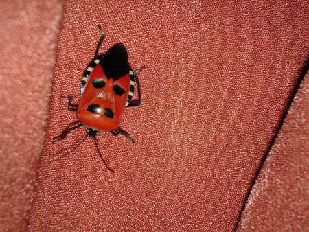 Insect or Human mask