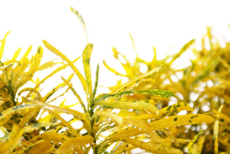 A yellow crotonの写真素材