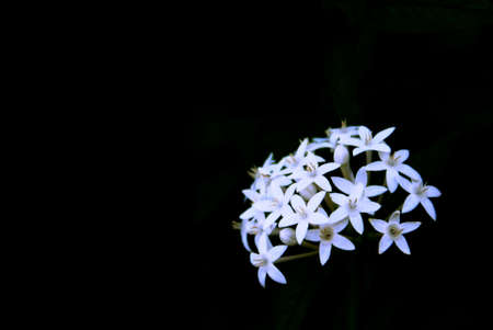 White Exora flowers over black background