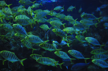 colorful fishの写真素材