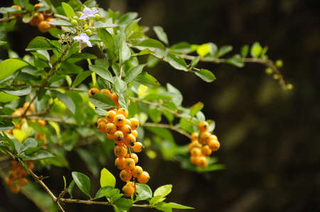 Wild fruitsの写真素材