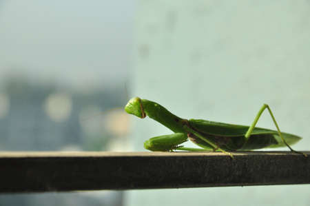 grasshopperの写真素材