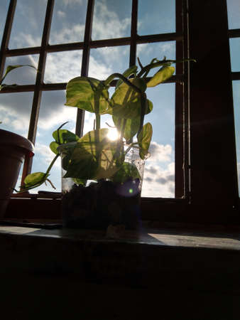 Beautiful sun-rays are coming through the window and passing from money plant cute leaves small hole...