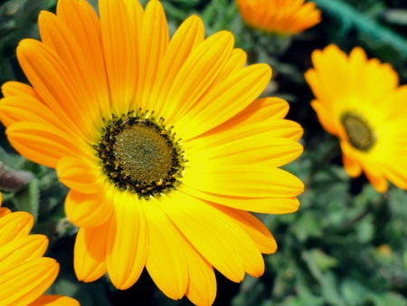 A bewitching macroshot of a vibrant sunflower with traces of morning dew on the florets appearing to be like diamonds.の写真素材