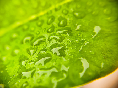 Macro shot of water droplets on a green leaf shot on a rainy dayの写真素材