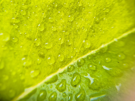 Macro shot of water droplets on a green leaf shot on a rainy dayの写真素材