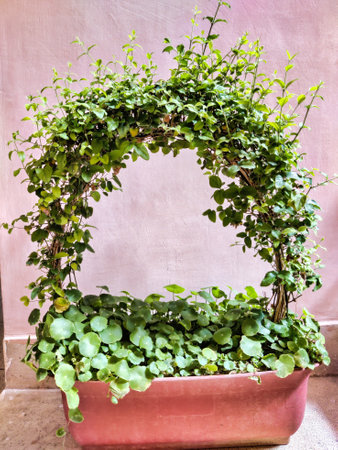 Picture of a home garden with potted green plants shot against orange backgroundの写真素材