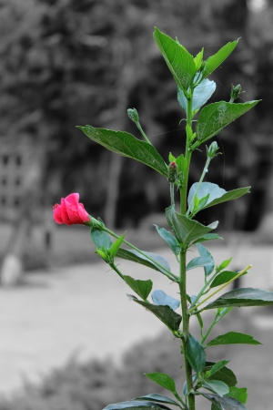 Red Flowerの写真素材