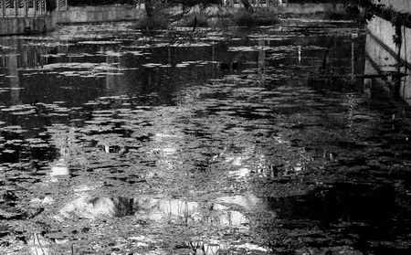 Dirty Pondの写真素材