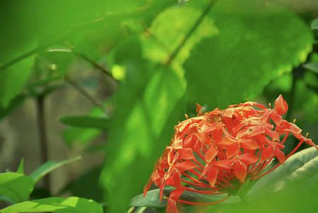 Ixoraの写真素材