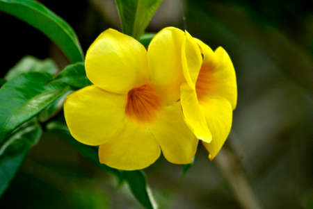 Allamandaの写真素材