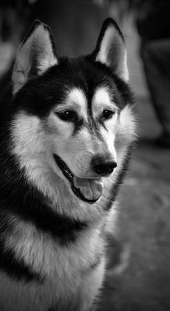 Black and white portrait of siberian huskyの写真素材