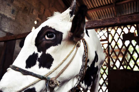 closeup of a cow's faceの写真素材